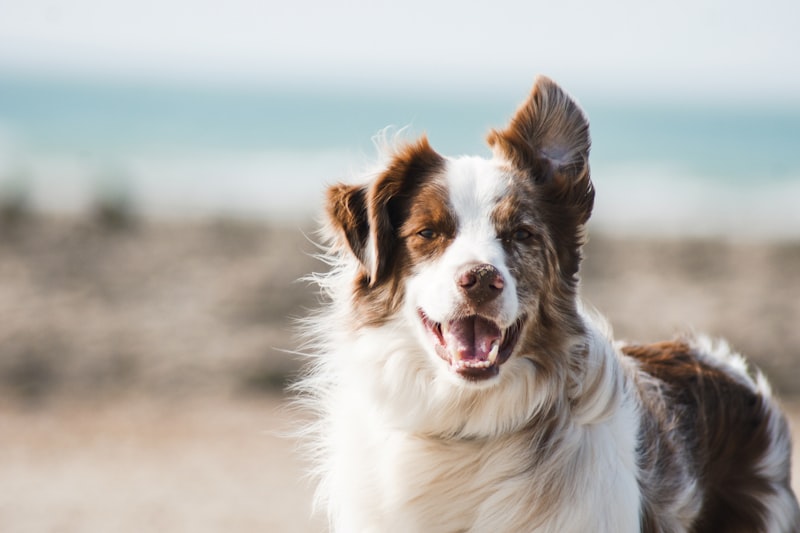 Zwei Hunde laufen froehlich ueber eine Wiese