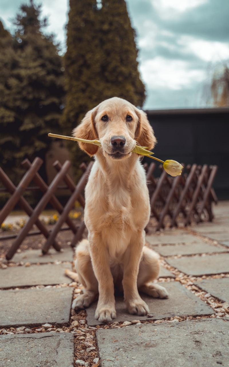 Golden Retriever schaut froehlich