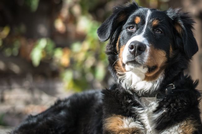 Berner Sennenhund im warmen Licht