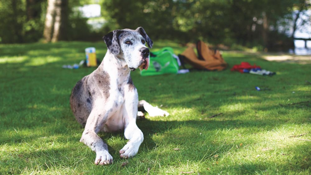 Deutsche Dogge (Harlekin) liegt in der Sonne auf einer Wiese