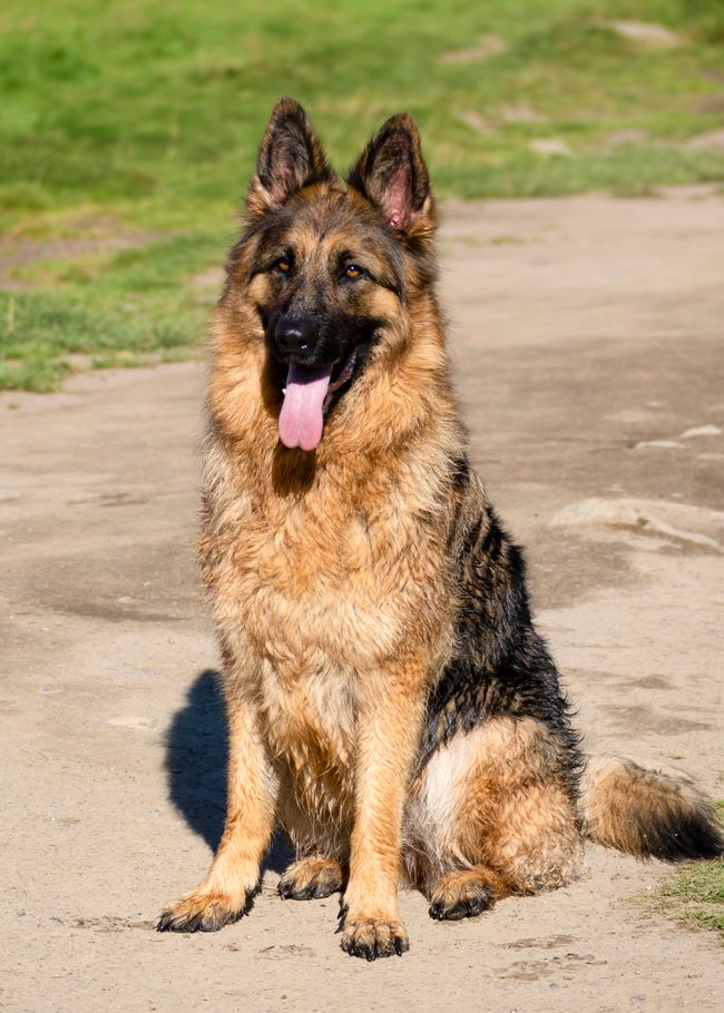 Deutscher Schäferhund sitzt in der Sonne