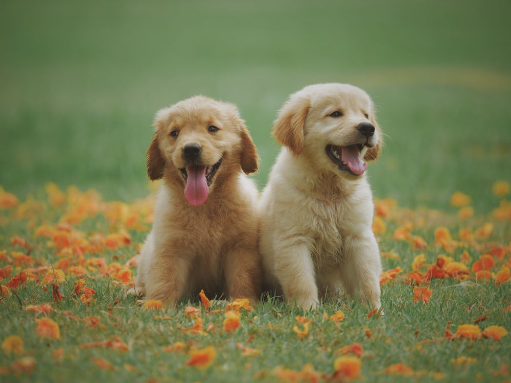 Zwei goldene Golden-Retriever-Welpen auf einer Blumenwiese