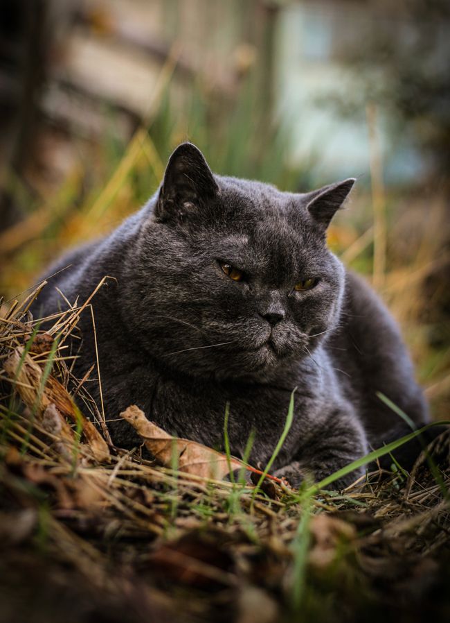 Blaugraue Britisch-Kurzhaar-Katze mit rundem Gesicht