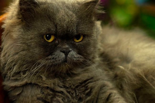 Plüschige blaugraue Britisch-Langhaar-Katze mit rundem Gesicht und Kupferaugen