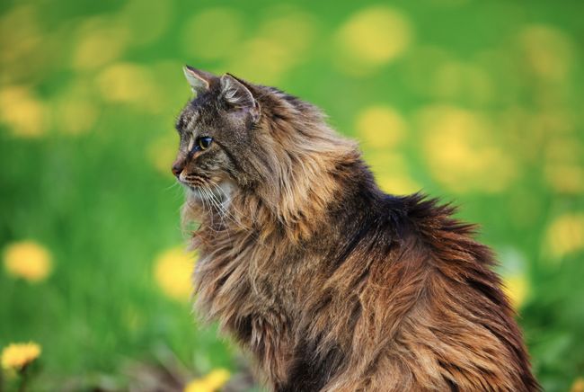 Norwegische Waldkatze mit dichtem langem Fell in sonniger Blumenwiese