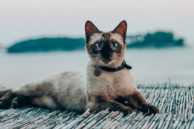 Siamkatze mit blauen Augen