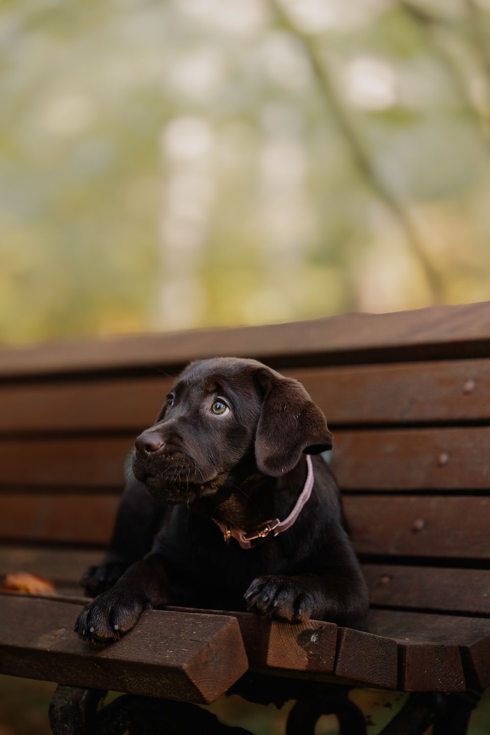 Schokobrauner Labrador-Welpe sitzt auf einer Parkbank