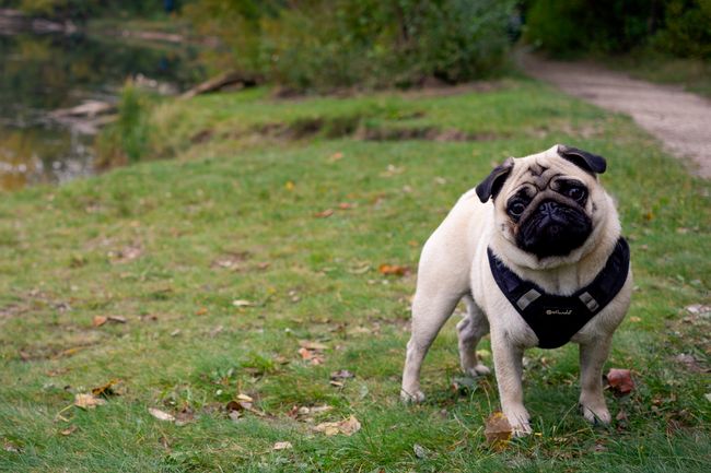 Mops steht auf einer herbstlichen Wiese am Wasser