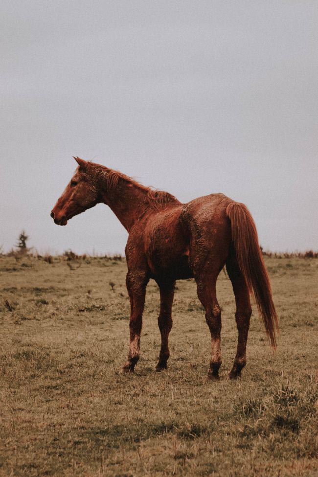 Kräftiges rotbraunes Quarter Horse steht auf einer weiten Wiese