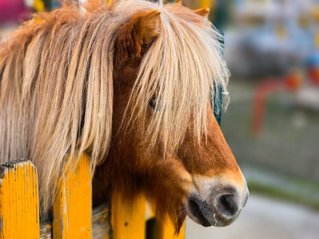 Shetlandpony mit dichter langer Mähne