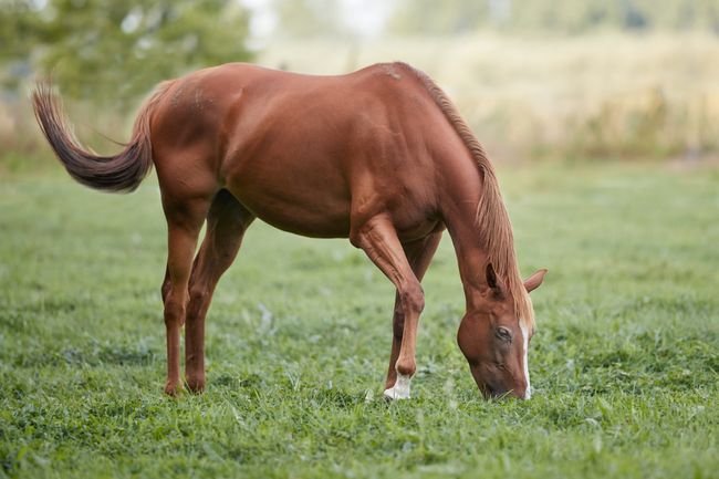 Elegantes braunes Warmblut-Sportpferd grast auf einer grünen Wiese