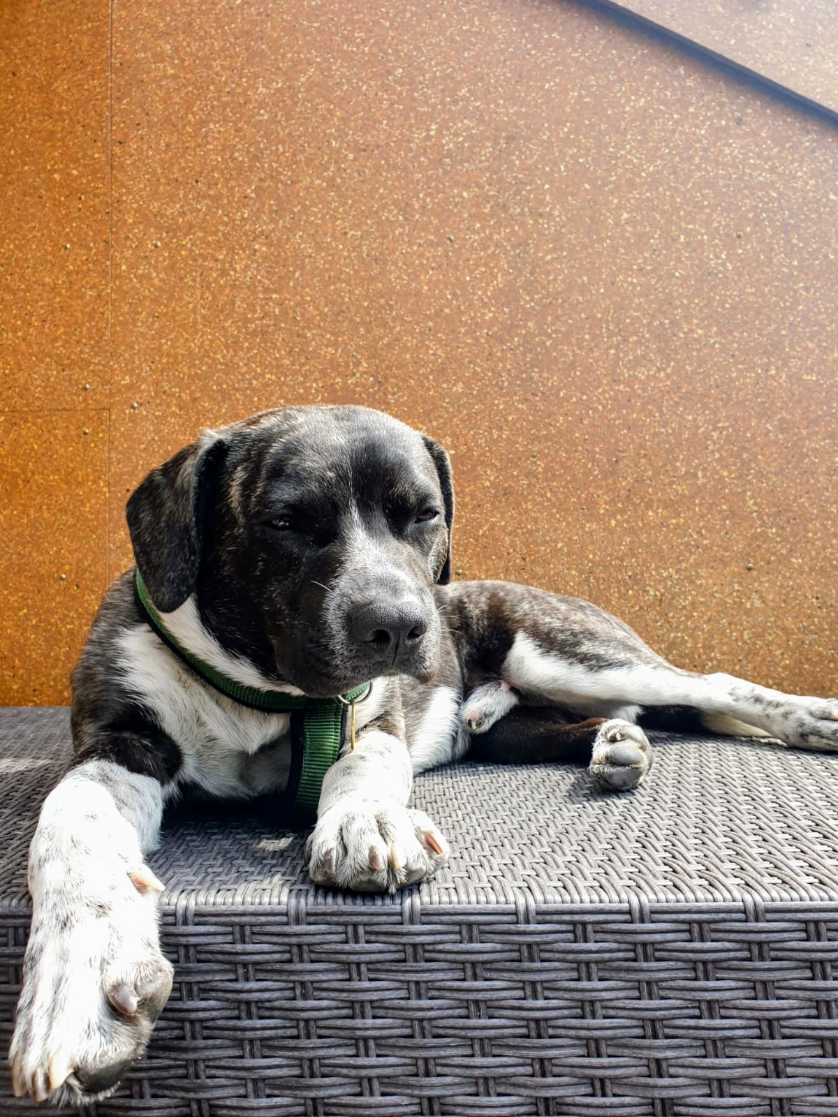 Georg, Daniels Hund