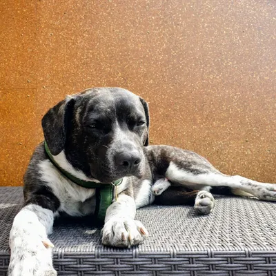 Georg, Daniels Hund