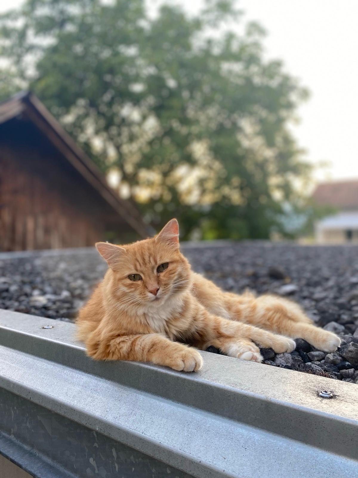 Rubi, Daniels Katze